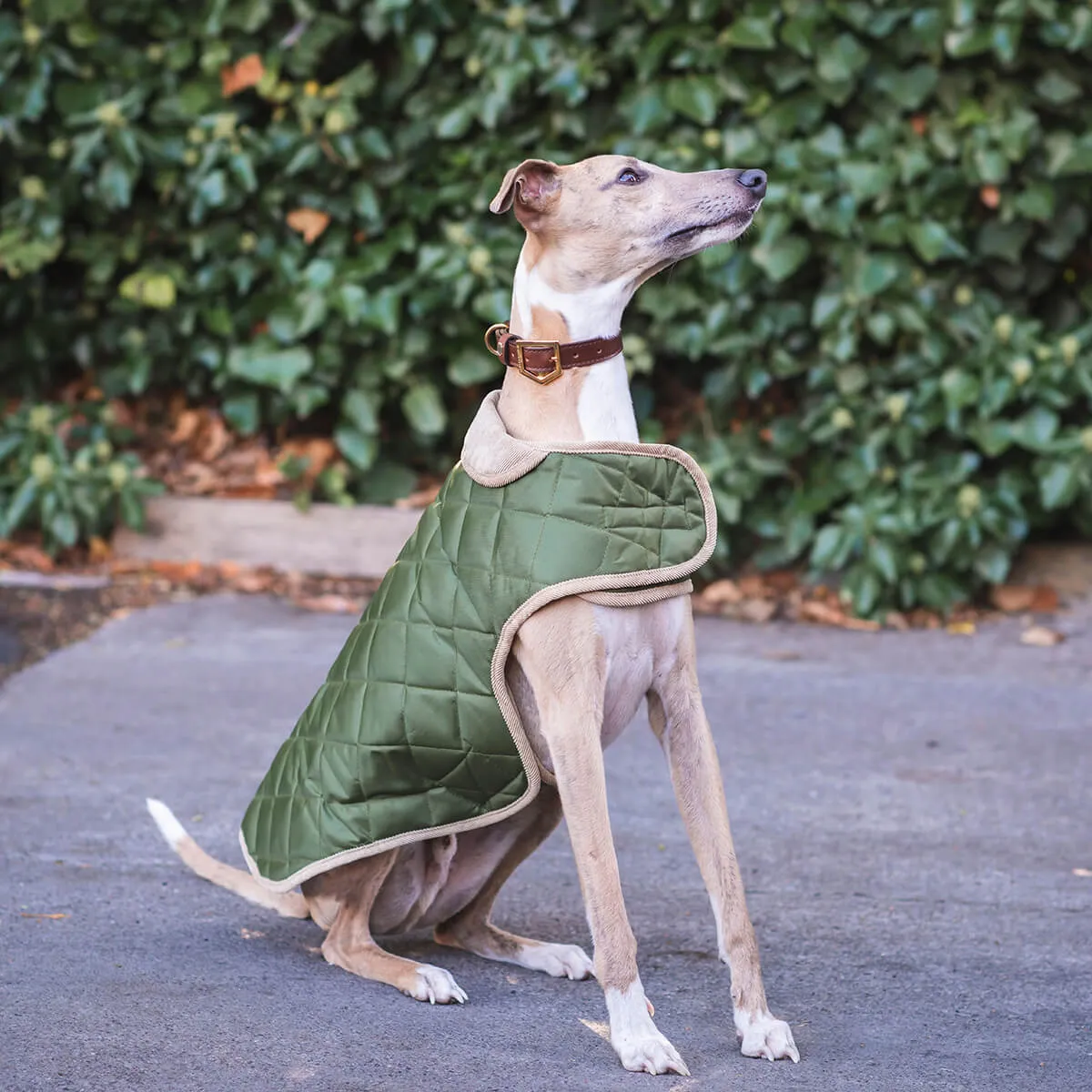 Danish Design Quilted Dog Coat