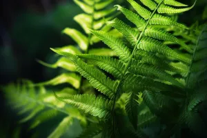 Fern Fragrance Oil