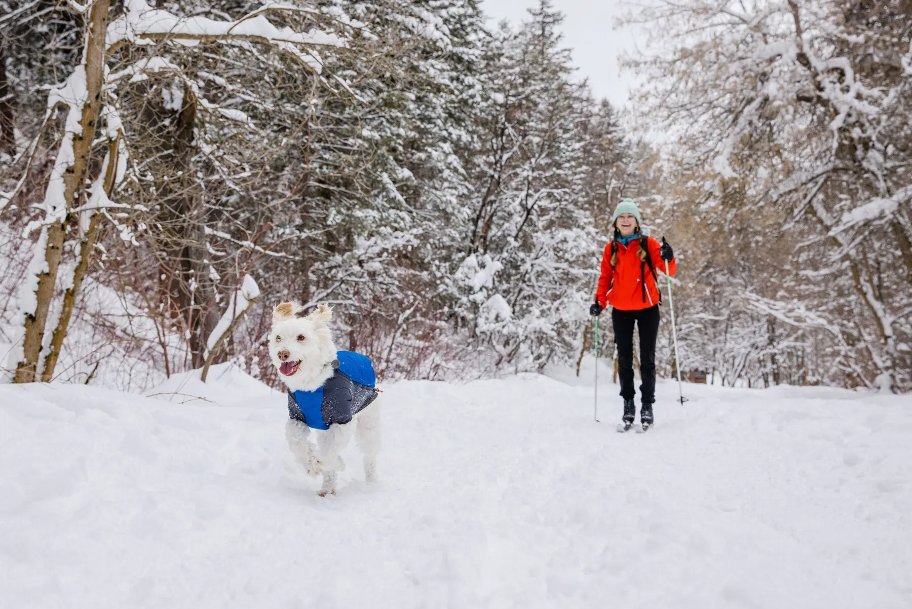 Ruffwear Powder Hound Dog Winter Jacket