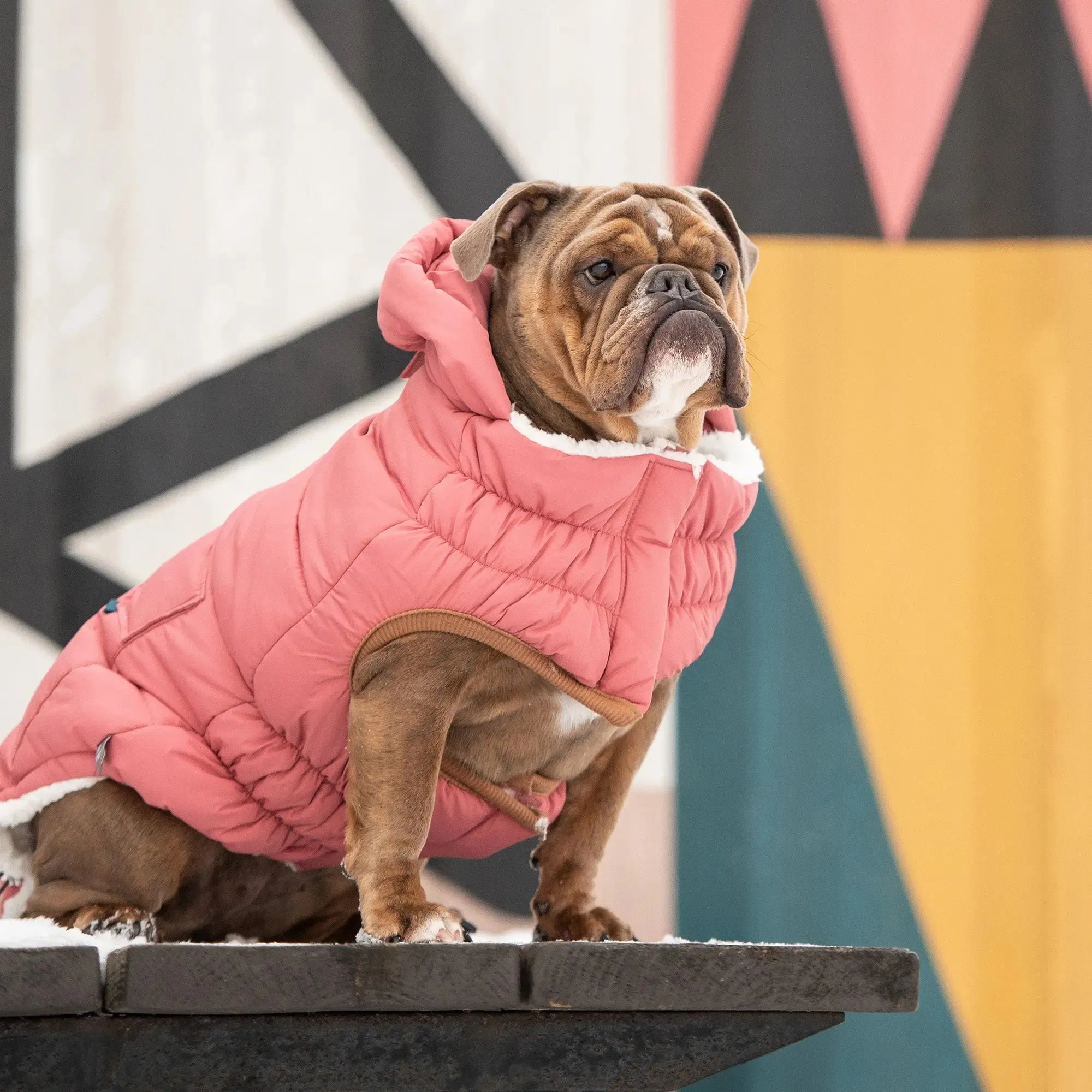 Super Puff Parka Dog Winter Jacket