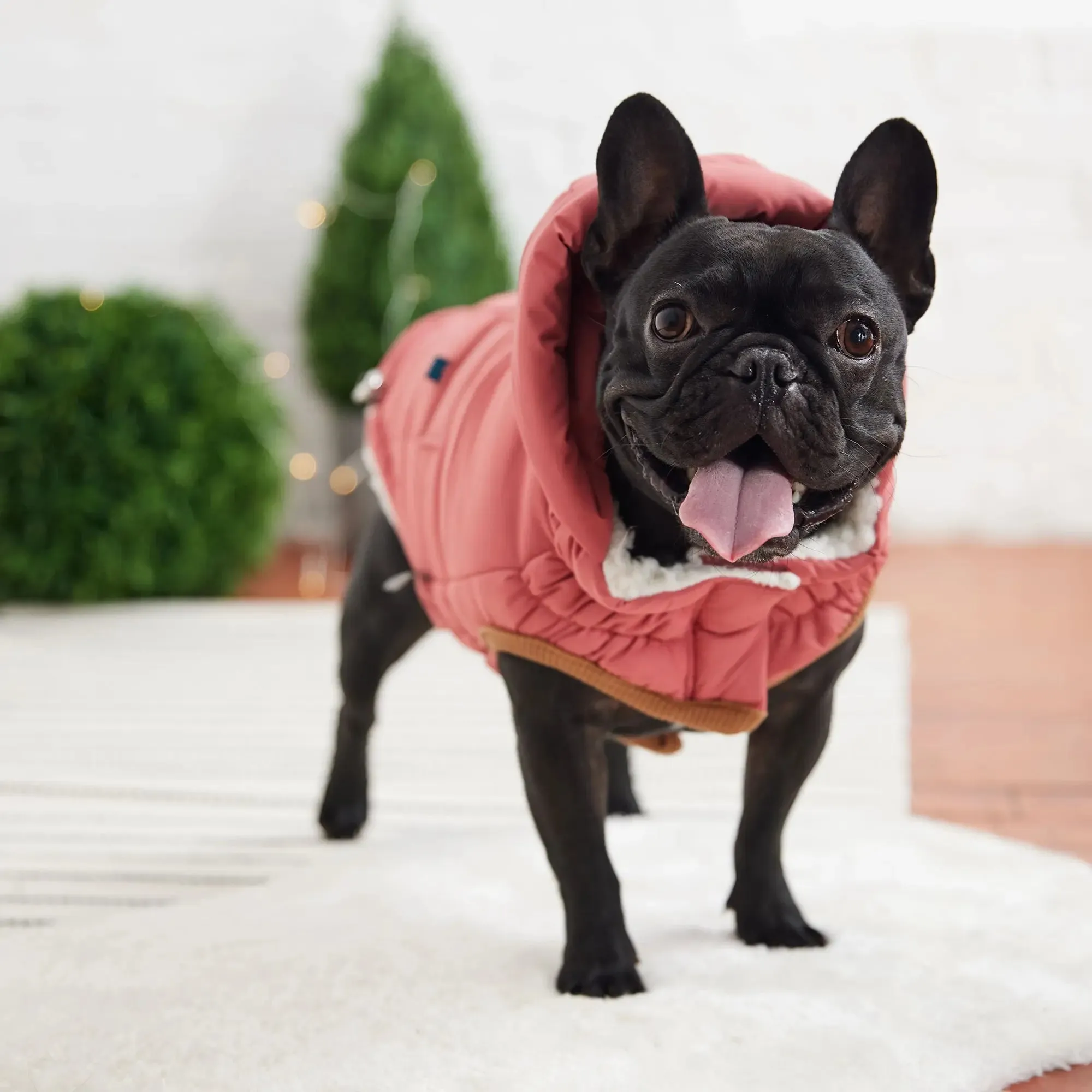 Super Puff Parka Dog Winter Jacket